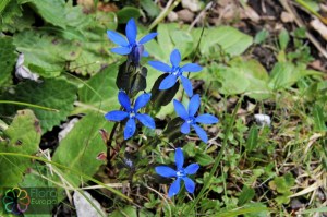 gentiana utriculosa (4)